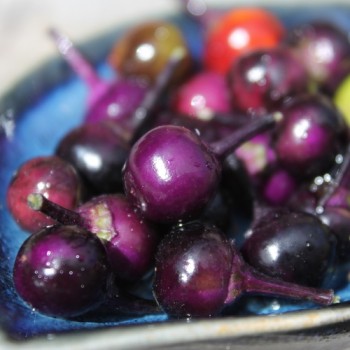 Chili Purple Flash (panaschiert) (Schärfe 4) (Samen)