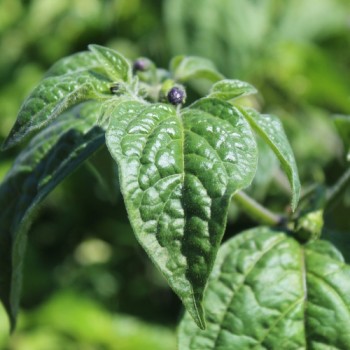 Chili Rocoto Manzano Rojo (Schärfe 8) (Samen)