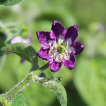 Chili Rocoto Manzano Rojo (Schärfe 8) (Samen)