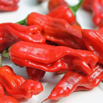 Gemüsechili Shishito (Schärfe 1) (Samen)