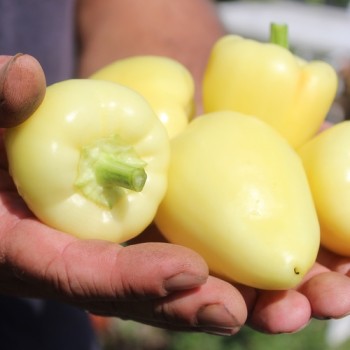 Neu! Einlegechili Somborka (Serbien) (Schärfe 2) (Samen)