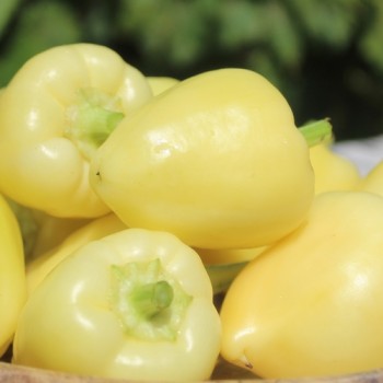 Neu! Einlegechili Somborka (Serbien) (Schärfe 2) (Samen)