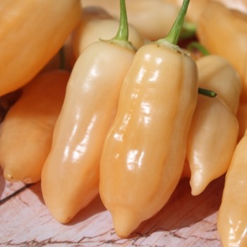 Chili Sugar Rush (Schärfe 5) (Samen)