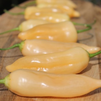Chili Sugar Rush (Schärfe 5) (Samen)