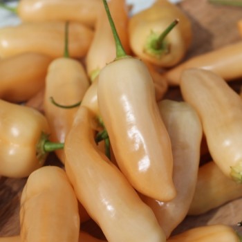 Chili Sugar Rush (Schärfe 5) (Samen)