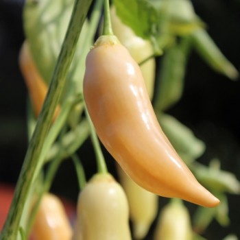 Chili Sugar Rush (Schärfe 5) (Samen)