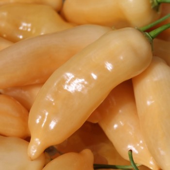 Chili Sugar Rush (Schärfe 5) (Samen)