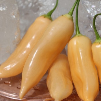 Chili Sugar Rush (Schärfe 5) (Samen)