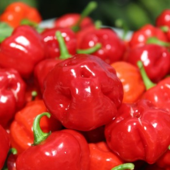 Neu! Chili Sweet Bonnet (Schärfe 1) (Samen)