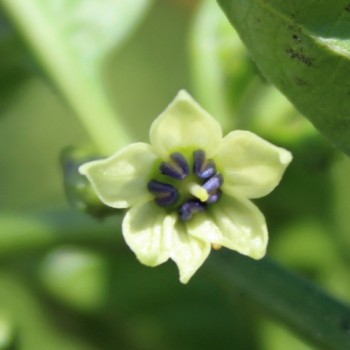 Neu! Chili Sweet Bonnet (Schärfe 1) (Samen)