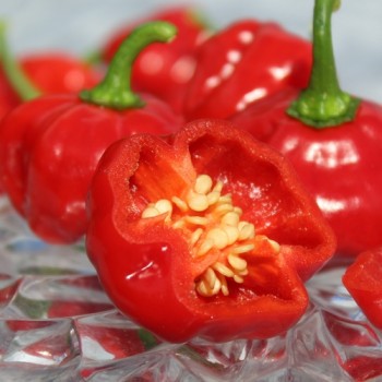 Neu! Chili Sweet Bonnet (Schärfe 1) (Samen)