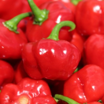 Neu! Chili Sweet Bonnet (Schärfe 1) (Samen)