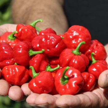 Neu! Chili Sweet Bonnet (Schärfe 1) (Samen)