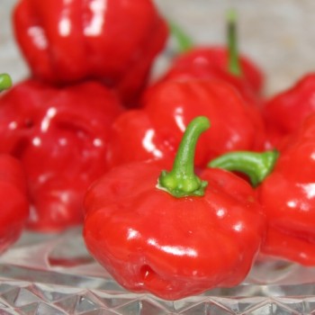 Neu! Chili Sweet Bonnet (Schärfe 1) (Samen)