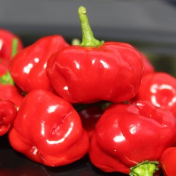 Neu! Chili Sweet Bonnet (Schärfe 1) (Samen)