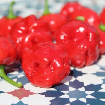 Neu! Chili Sweet Bonnet (Schärfe 1) (Samen)