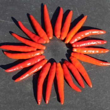 Chili Texas Rice (Schärfe 7) (Samen)