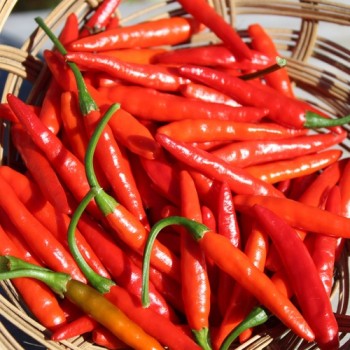 Chili Texas Rice (Schärfe 7) (Samen)