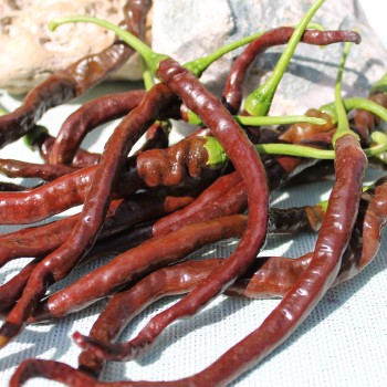 Chili Thunder Cacho Brown Pepper (Schärfe 3) (Samen)