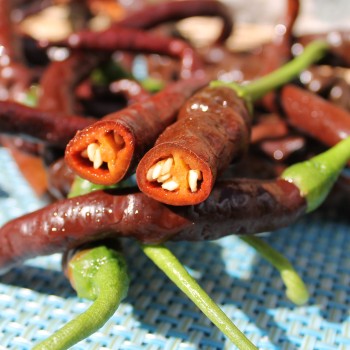 Chili Thunder Cacho Brown Pepper (Schärfe 3) (Samen)