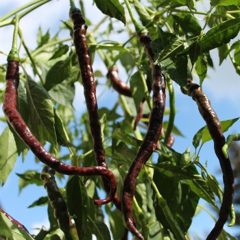 Chili Thunder Cacho Brown Pepper (Schärfe 3) (Samen)