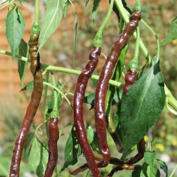 Chili Thunder Cacho Brown Pepper (Schärfe 3) (Samen)