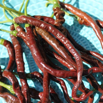 Chili Thunder Cacho Brown Pepper (Schärfe 3) (Samen)