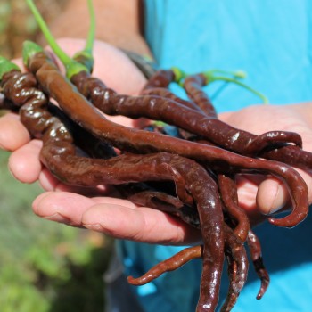 Chili Thunder Cacho Brown Pepper (Schärfe 3) (Samen)