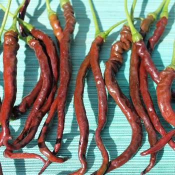 Chili Thunder Cacho Brown Pepper (Schärfe 3) (Samen)