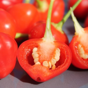 Chili Trepadeira do Werner (Schärfe 3) (Samen)