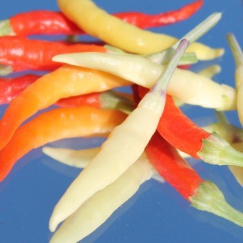 Chili Uchu Cream (Schärfe 6) (Samen)