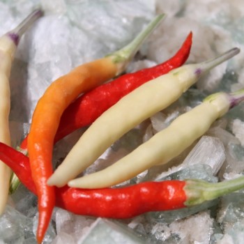 Chili Uchu Cream (Schärfe 6) (Samen)