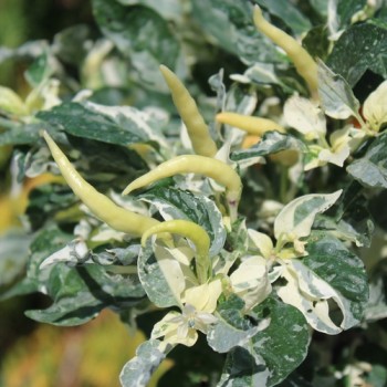 Chili Uchu Cream (Schärfe 6) (Samen)