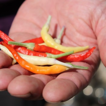 Chili Uchu Cream (Schärfe 6) (Samen)