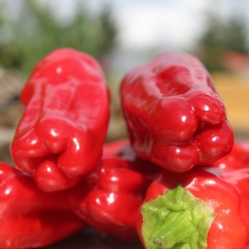 Chili Üc Burun (Schärfe 5) (Samen)