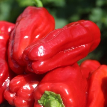 Chili Üc Burun (Schärfe 5) (Samen)