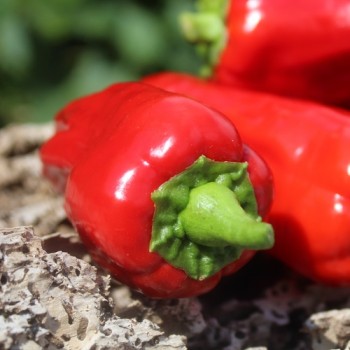 Chili Üc Burun (Schärfe 5) (Samen)