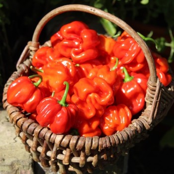 Chili Vicentes Sweet Habanero (Schärfe 0) (Samen)