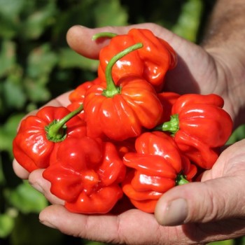 Chili Vicentes Sweet Habanero (Schärfe 0) (Samen)