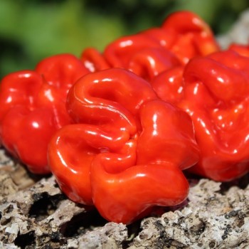 Chili Vicentes Sweet Habanero (Schärfe 0) (Samen)