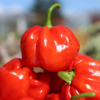 Chili Vicentes Sweet Habanero (Schärfe 0) (Samen)