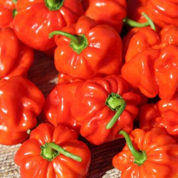 Chili Vicentes Sweet Habanero (Schärfe 0) (Samen)