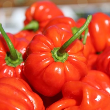Chili Vicentes Sweet Habanero (Schärfe 0) (Samen)