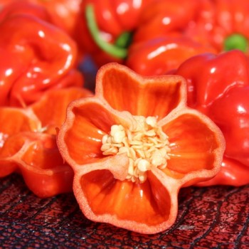 Chili Vicentes Sweet Habanero (Schärfe 0) (Samen)