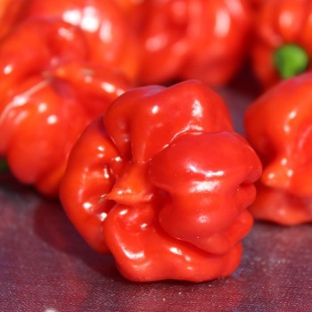 Chili Vicentes Sweet Habanero (Schärfe 0) (Samen)