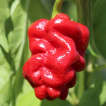 Chili Zou-Pi (Sharpei) (Schärfe 6) (Samen)