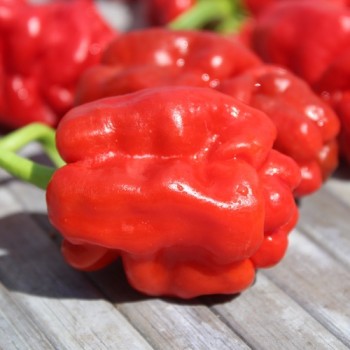 Chili Zou-Pi (Sharpei) (Schärfe 6) (Samen)