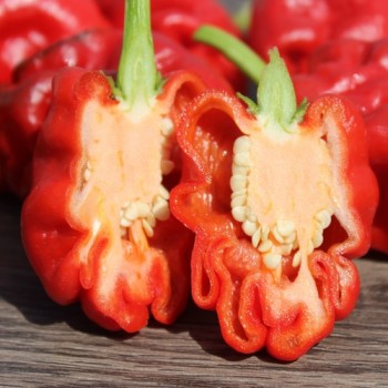 Chili Zou-Pi (Sharpei) (Schärfe 6) (Samen)