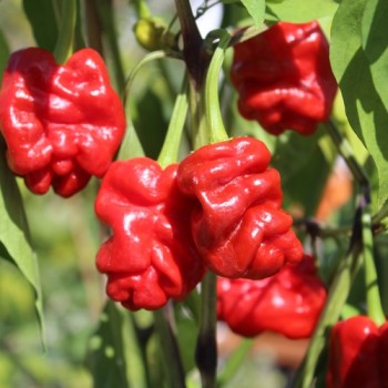 Chili Zou-Pi (Sharpei) (Schärfe 6) (Samen)