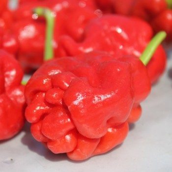 Chili Zou-Pi (Sharpei) (Schärfe 6) (Samen)